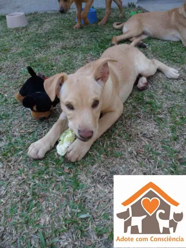Cachorro ra a SRD idade 2 a 6 meses nome Clara