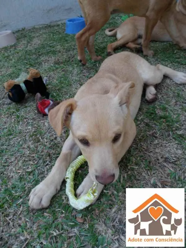Cachorro ra a SRD idade 2 a 6 meses nome Clara
