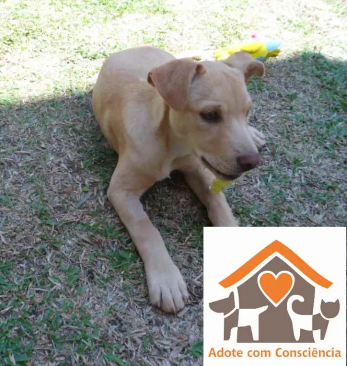 Cachorro ra a SRD idade 2 a 6 meses nome Clara