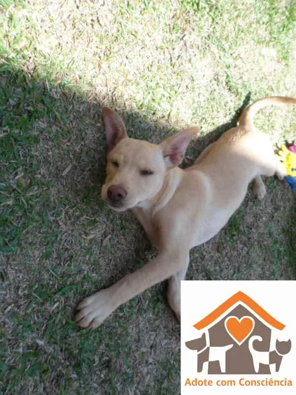 Cachorro ra a SRD idade 2 a 6 meses nome Clara
