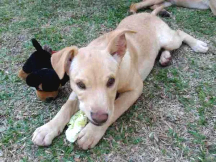 Cachorro ra a SRD idade 2 a 6 meses nome Clara