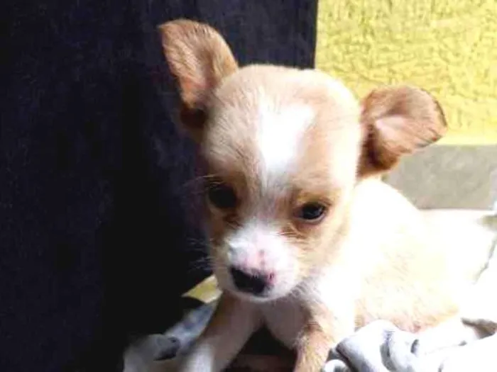 Cachorro ra a Pinscher  idade Abaixo de 2 meses nome Pingo