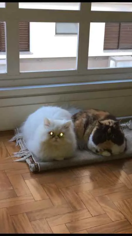 Gato ra a persa idade 3 anos nome charlie e mel