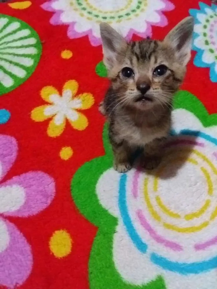 Cachorro ra a Sem raça idade Abaixo de 2 meses nome Sem nome