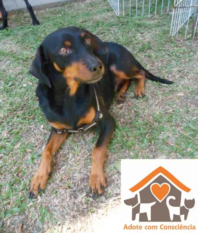 Cachorro ra a SRD idade 2 anos nome Scotty
