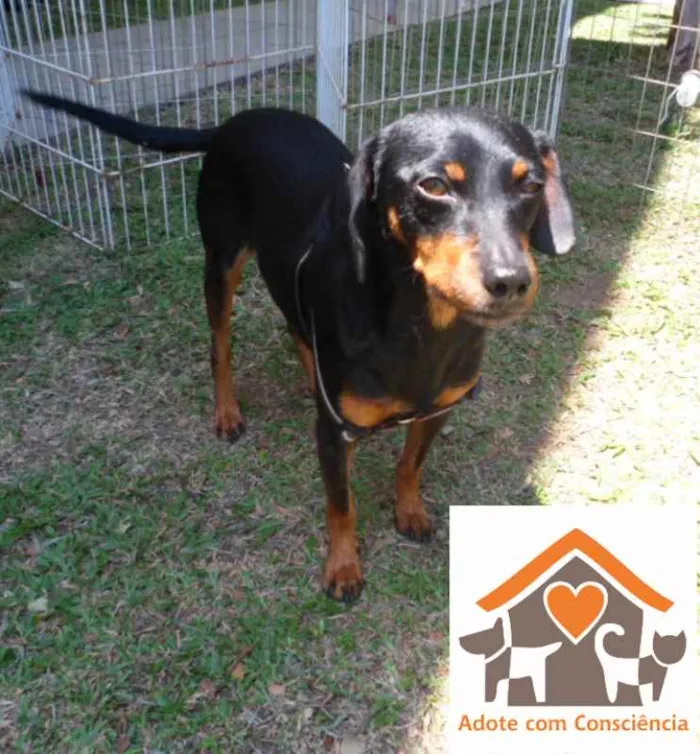 Cachorro ra a SRD idade 2 anos nome Scotty