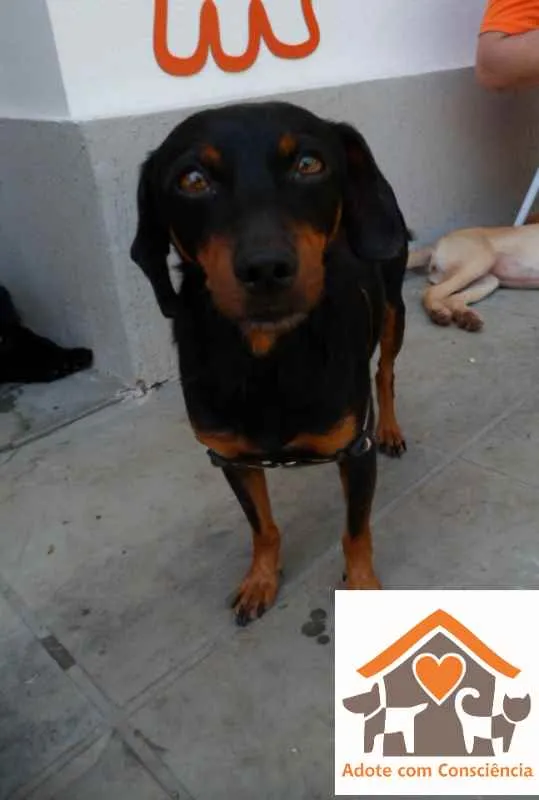 Cachorro ra a SRD idade 2 anos nome Scotty