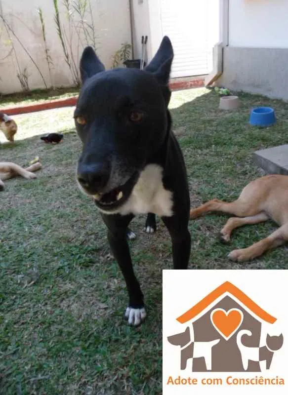 Cachorro ra a SRD idade 3 anos nome Tariq