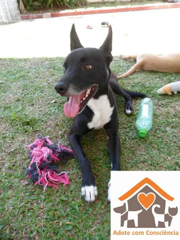 Cachorro ra a SRD idade 3 anos nome Tariq