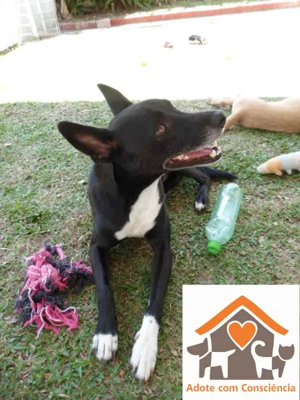 Cachorro ra a SRD idade 3 anos nome Tariq