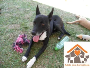 Cachorro raça SRD idade 3 anos nome Tariq