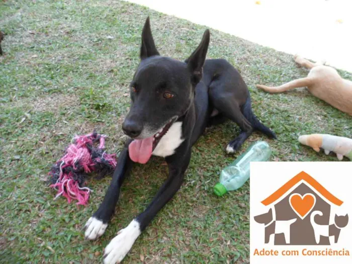 Cachorro ra a SRD idade 3 anos nome Tariq