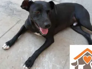 Cachorro raça srd idade 1 ano nome Gibs