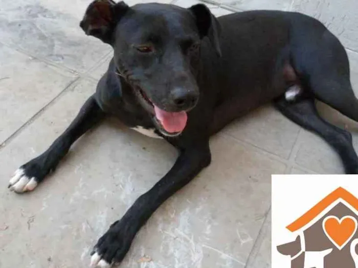 Cachorro ra a srd idade 1 ano nome Gibs