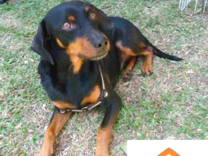 Cachorro ra a SRD idade 2 anos nome Scotty