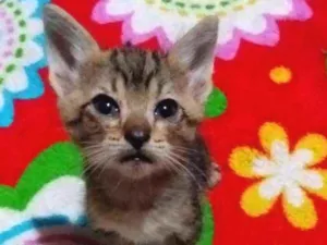 Cachorro raça Sem raça idade Abaixo de 2 meses nome Sem nome