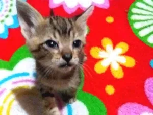 Gato raça Sem raça idade Abaixo de 2 meses nome Sem nome