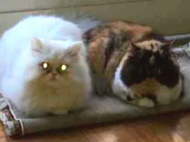 Gato ra a persa idade 3 anos nome charlie e mel