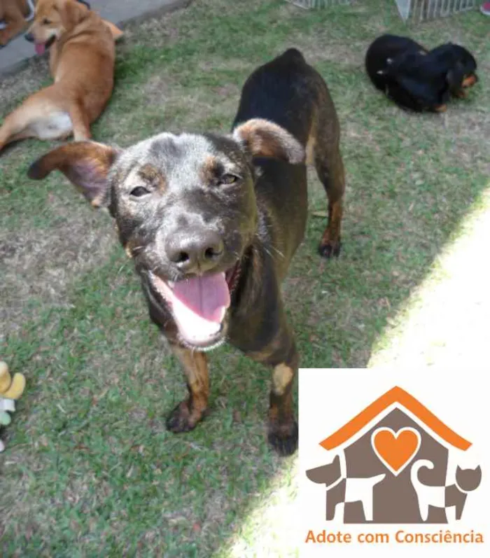 Cachorro ra a SRD idade 1 ano nome NIKKA
