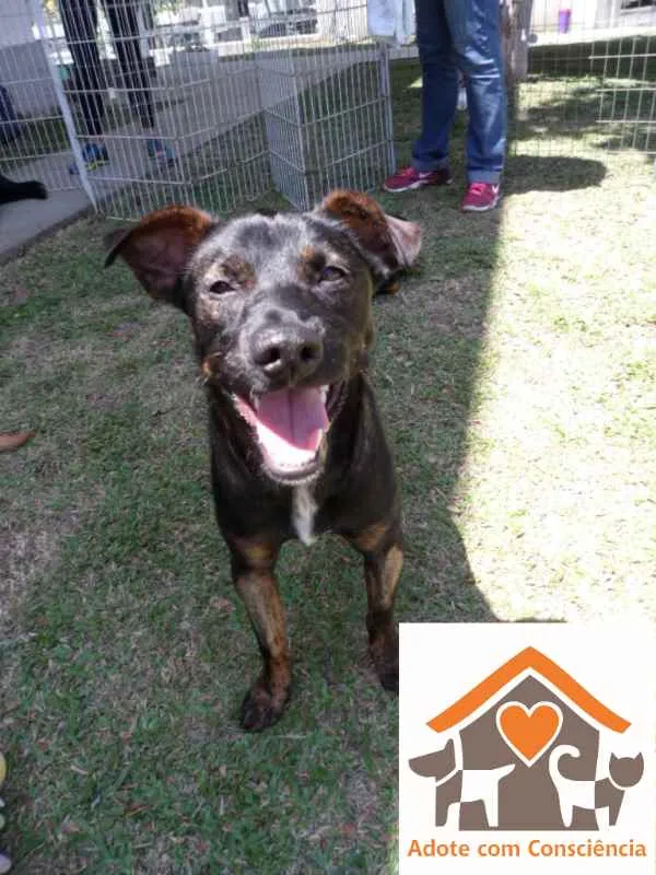 Cachorro ra a SRD idade 1 ano nome NIKKA
