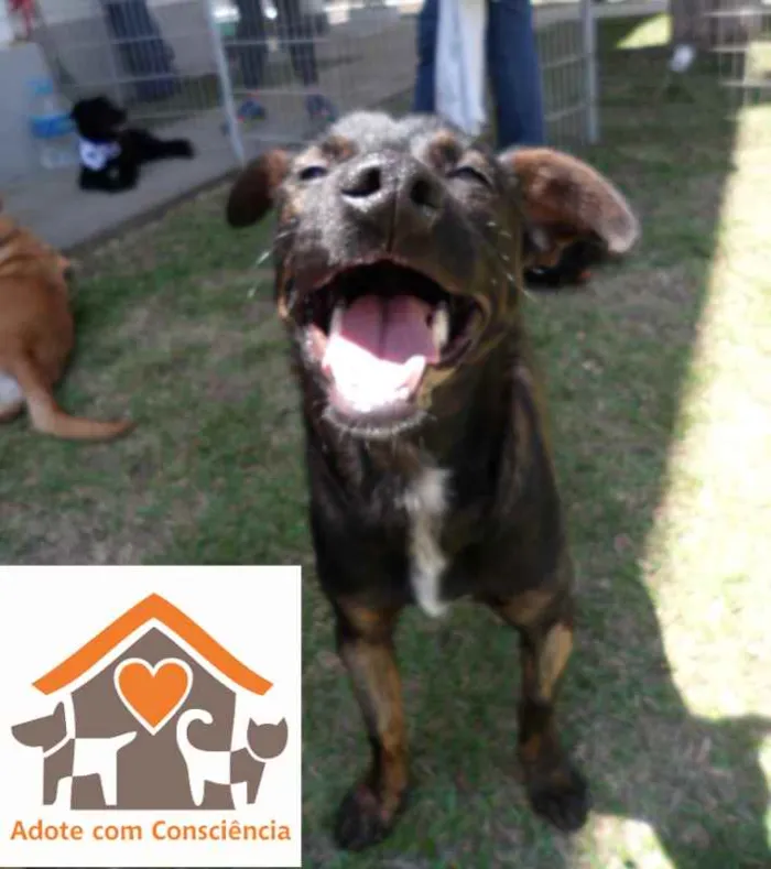 Cachorro ra a SRD idade 1 ano nome NIKKA