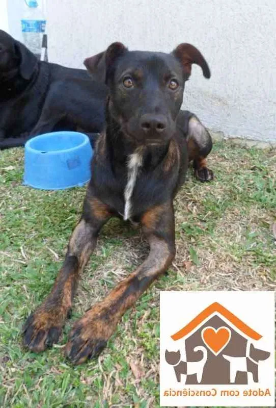 Cachorro ra a SRD idade 1 ano nome NIKKA