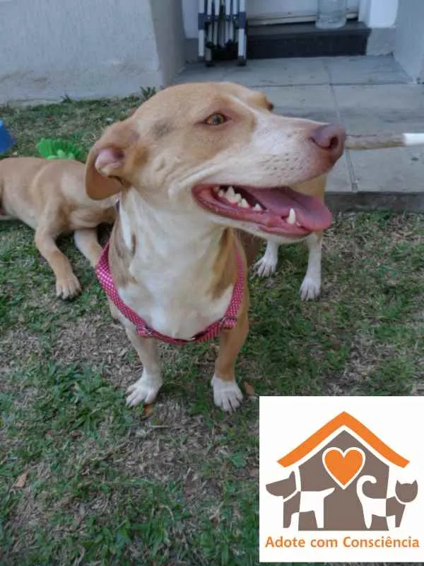 Cachorro ra a SRD idade 2 anos nome Melody