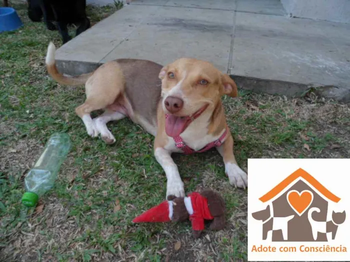 Cachorro ra a SRD idade 2 anos nome Melody