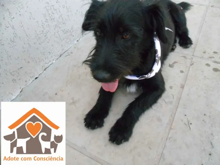 Cachorro ra a srd idade 1 ano nome Barney
