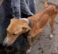Cachorro raça SRD idade 2 anos nome Magrela ( Leia !  )