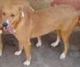 Cachorro raça SRD idade 2 anos nome Magrela ( Leia !  )