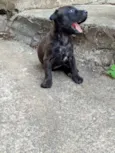 Amora