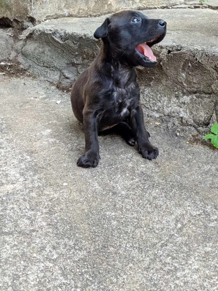 Cachorro ra a Não Definida idade Abaixo de 2 meses nome Amora