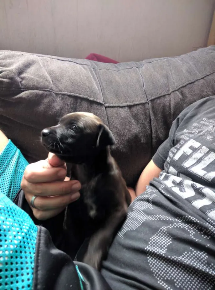 Cachorro ra a Não Definida idade Abaixo de 2 meses nome Amora