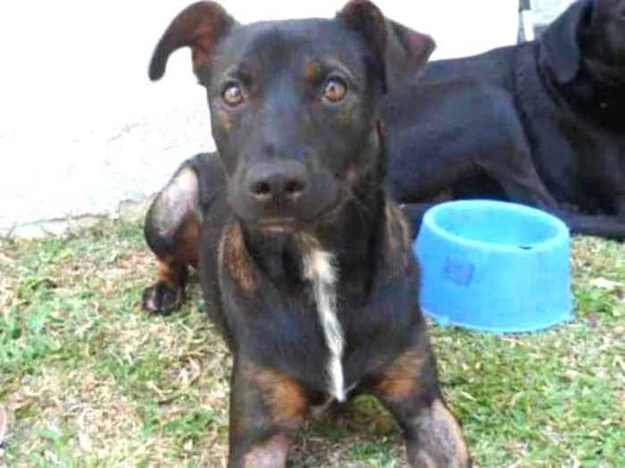 Cachorro ra a SRD idade 1 ano nome NIKKA