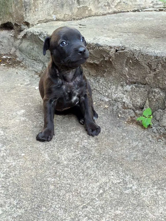 Cachorro ra a Não Definida idade Abaixo de 2 meses nome Amora