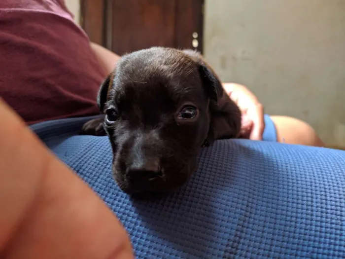 Cachorro ra a Não Definida idade Abaixo de 2 meses nome Amora