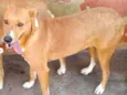 Cachorro raça SRD idade 2 anos nome Magrela ( Leia !  )