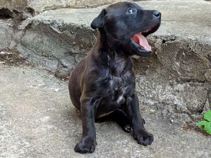 Cachorro ra a Não Definida idade Abaixo de 2 meses nome Amora