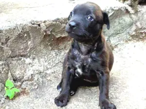 Cachorro raça Não Definida idade Abaixo de 2 meses nome Amora