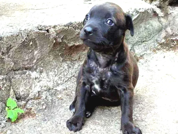 Cachorro ra a Não Definida idade Abaixo de 2 meses nome Amora