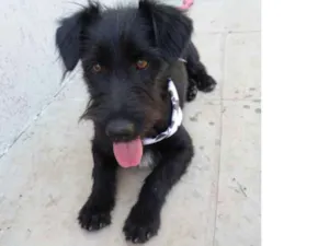 Cachorro raça srd idade 1 ano nome Barney