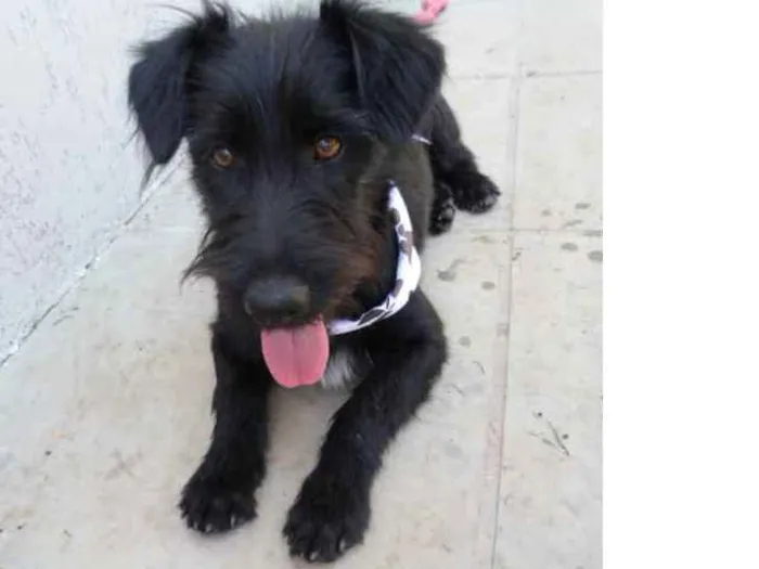 Cachorro ra a srd idade 1 ano nome Barney