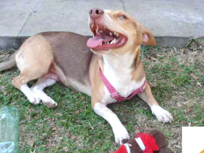 Cachorro ra a SRD idade 2 anos nome Melody