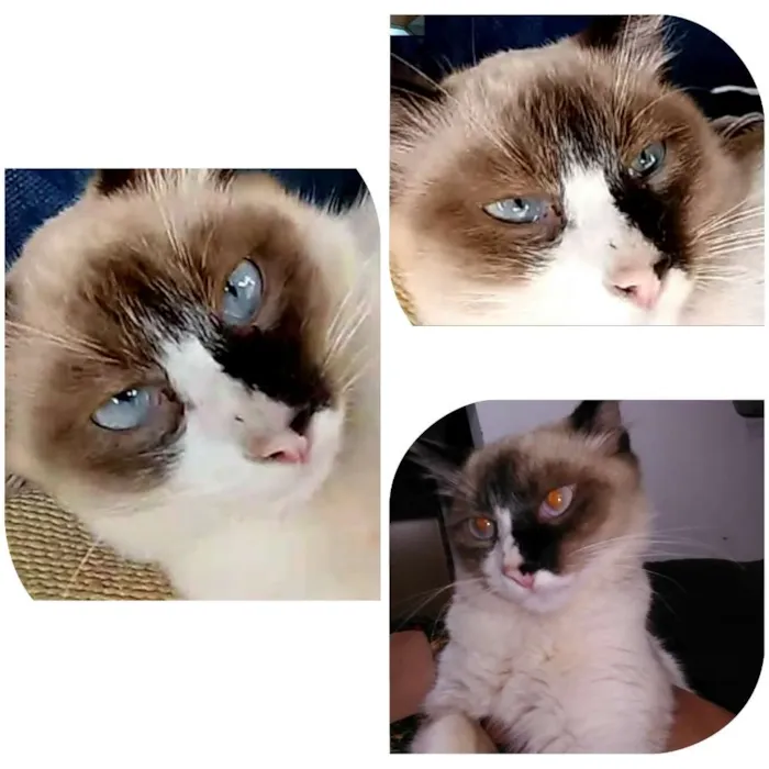 Gato raça Vira lata  idade 7 a 11 meses nome Dengo 