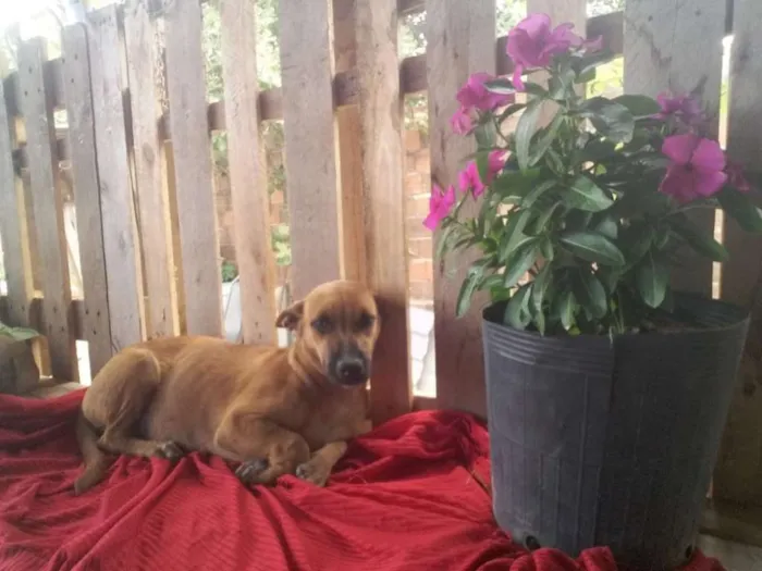 Cachorro ra a Srd idade 2 a 6 meses nome Mara linda