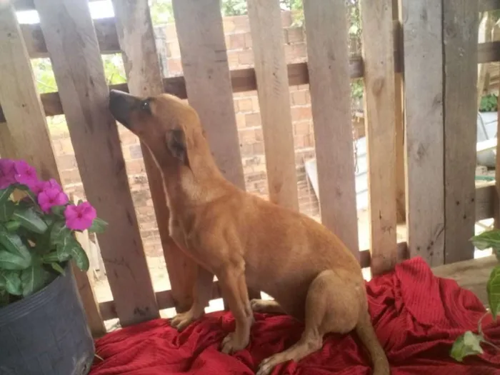 Cachorro ra a Srd idade 2 a 6 meses nome Mara linda