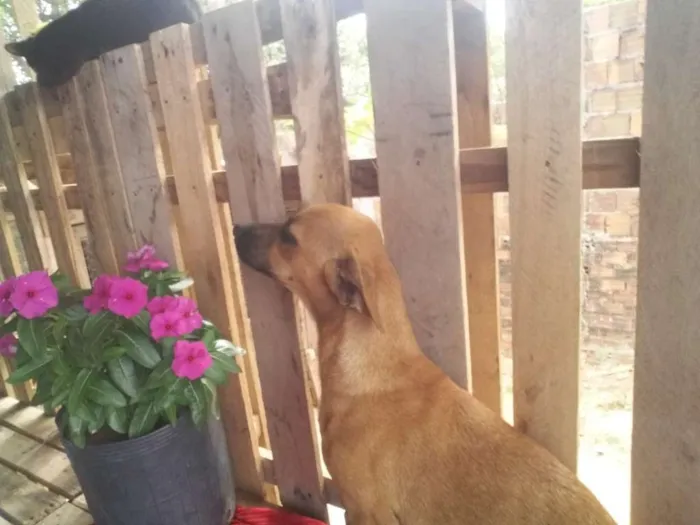 Cachorro ra a Srd idade 2 a 6 meses nome Mara linda
