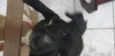 NINI