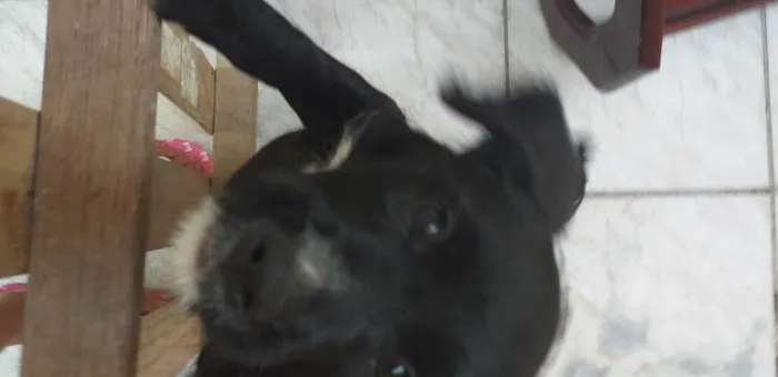 Cachorro ra a Puldo idade 2 a 6 meses nome NINI